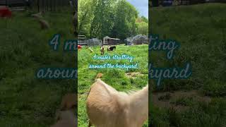 Strutting bearded goats