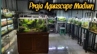 inilah koleksi aquascape milik Praja Aquascape Madiun #aquascapemadiun