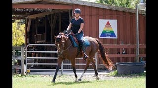 50 Plus Equestrian Introduces the Equicizer