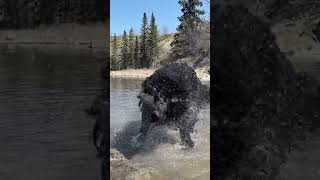 Slow mo Newfie shakes PART 2 #newfoundlanddog #dogs