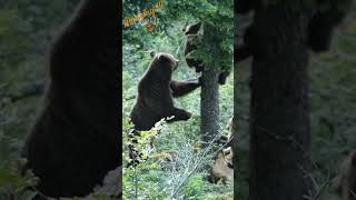 Amazing bear family in forest / Magnifique famille d’ours en forêt #wildlife #nature #croatia #bear