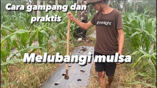 Proses pelubangan mulsa