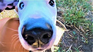 Australia | DREAM DOG | Daily Vlog 326# | ByIri.