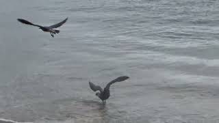 GALAPAGOS LAVA GULLS