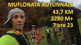 Muflonata Autunnale in Valsugana