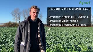 Companion Crops i vinterraps med David Dresen, Agrovi