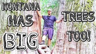 Montana Has Big Trees Too!-Ross Creek Cedars