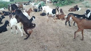 Beautiful goats drink water on Ranasar Pond😍🙌 || Fun With Gaots in Evening Time #goats #animals