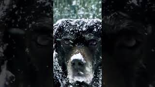 THE HIMALIYAN BHOTIYA DOG |🐶|✬✬✬✬✬| PHAHADI BHOTIYA | DOGS BREED | LIVES IN SNOW | DOG VIDEO |SNOW,