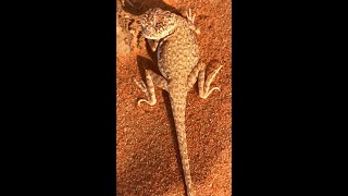 Desert's Lizard~ Very aggressive in Breeding Season