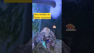 💥Marine Aquarium Manual Top Off 💦 #shortvideo #shorts #youtubeshorts