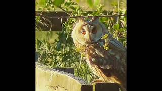 Long Eared Owl 🦉