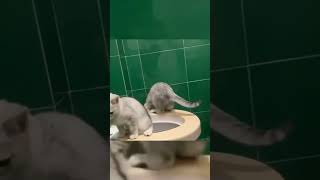 🐱"The Best of Cat-tastrophe: Funny Feline Fails Compilation" #funnycats #catfails