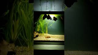 Аквариум. Астронотусы. Aquarium with astronotus.