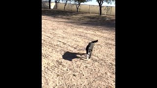 Dr. Dee, A Vet For Everywhere in Arizona getting trained by a little athlete named Lily.