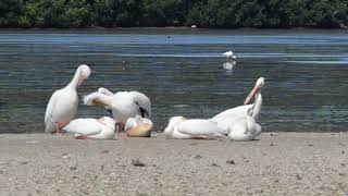 Pelicans, Herons, Egrets, Roseate Spoonbills and Other Water Birds