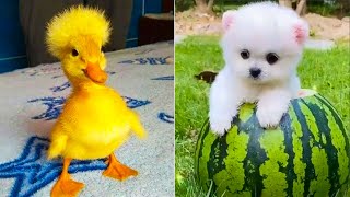 Cute Pomeranian Puppies Doing Funny Things #29 🐶 Cute and Funny Dogs 2024 😅 Box Studios