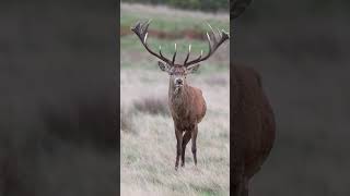 The Red Deer of London #shorts