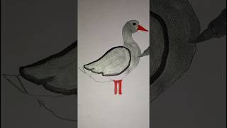 beautiful birds Drowing #art #meetvils #drawing #viral