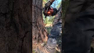 Flop log! #treeremoval #stihl #stihl500i