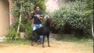 the best doberman dog