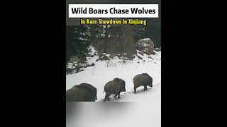 Wild boars chase wolves in rare showdown in Xinjiang#fyp #fypシ #china  #environment#animal