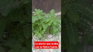 la Planta que acaba con la fiebre #plantasmedicinales