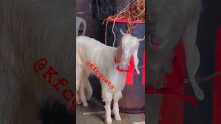 #pinkgoat #Kfcgoats #goatlovers #goat