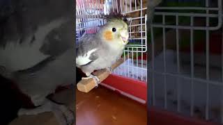 seni gidi yem kıran sultan papağanı #cute #cockatiel #shorts #shorts #shorts