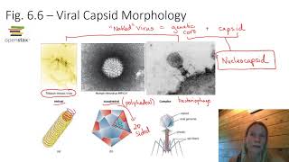 Introduction to Viruses