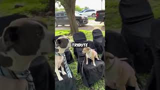 Dogs Become Emotional At A Funeral💖