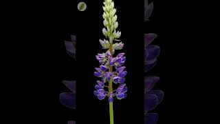 Lupin flower blossoms opening - time lapse