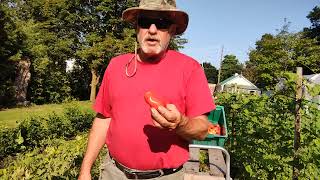 The first picking of tomato's SW Ontario