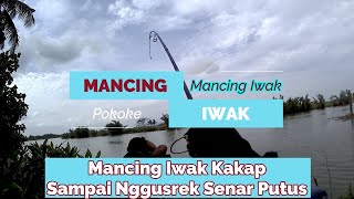 Mancing Iwak Kakap Sampai Emosi Senar Putus