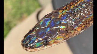 Sunbeam snake update (March, 2020)