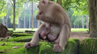 Lovely beautiful monkey Rose with her newborn Rainbow🐒💗🥰😍👍💓..