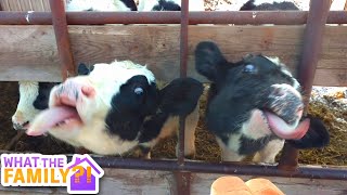 Cute Cows | Have You Ever Seen A Furry Cow?