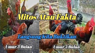 BENAR ATAU TIDAK ? BULU EKOR  & SAYAP AYAM PELUNG KETIKA DIPOTONG BISA MEMPERCEPAT PERTUMBUHAN