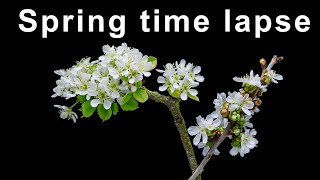 Apple and cherry 🌸 blossoms - time lapse [4K]