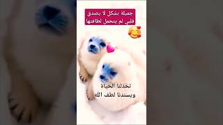 حيونات لطيفة جدا # منوعات # حيوانات #cute