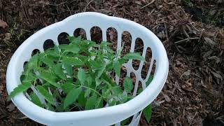 Planting Tomato Plants (Monomakh's Hat variety)