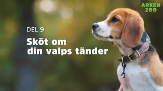 Valpens tänder  | Arken Zoo