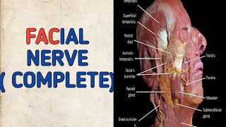 FACIAL NERVE | neurology | pathway | cranial nerve VII