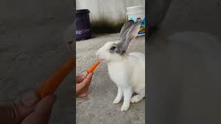 The rabbit eat carrot