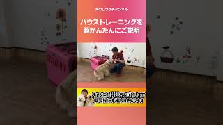 愛犬には必ず教えてほしい🌟ハウストレーニングのやり方 #shorts