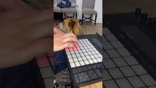 Recording A Live Beat For My Album | Dog Reacts to Music (Trimmed Down Version)