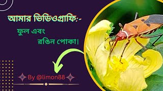 আমার ভিডিওগ্রাফি:)- ফুল এবং রঙিন পোকা।