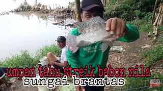 umpan tahu fermentasi dapat ikan nila di sungai brantas