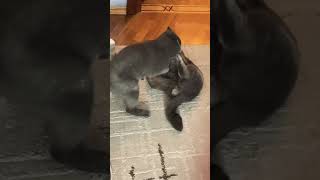 Funny cat  fighting video 😆🔥🥹 #funny #cats #cat