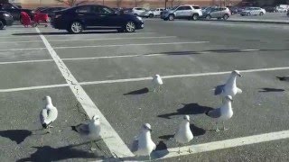 SEAGULLS